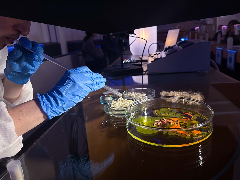 Episode 2: Extinction